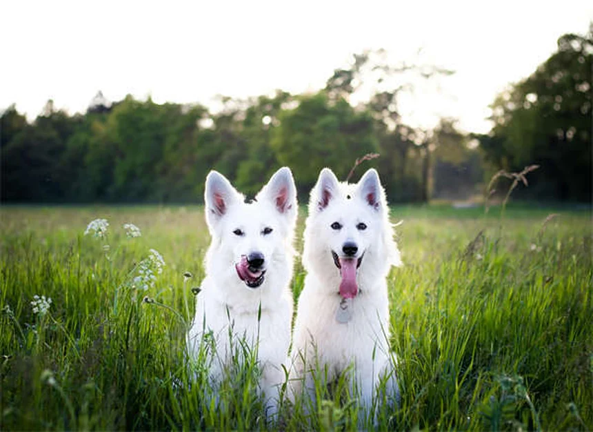 강아지도 고양이 알레르기 생길까? 놀라운 진실과 해결법 5가지