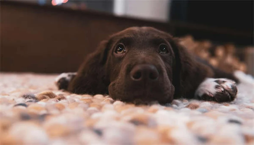 고양이 담즙 구토 증후군, 원인과 치료법 총정리