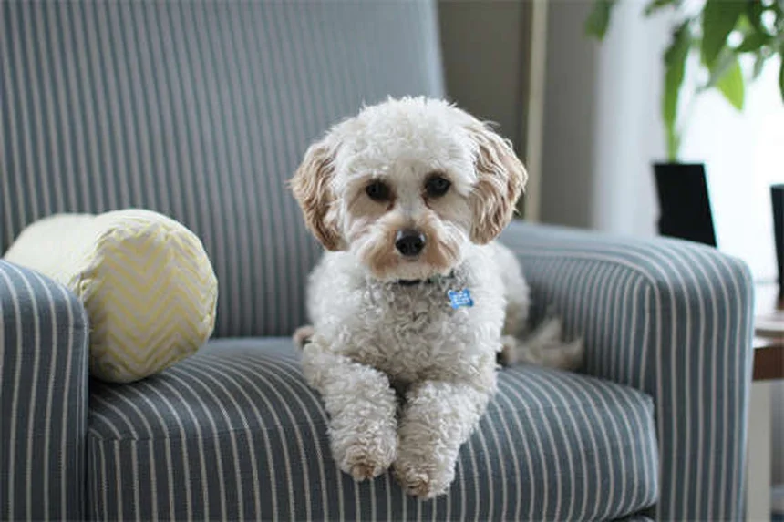 고양이 피 토함, 이럴 땐 즉시 병원에 가야 해요!