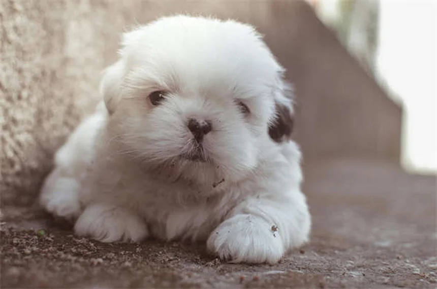 강아지도 고양이 알레르기 생길까? 놀라운 진실과 해결법 5가지
