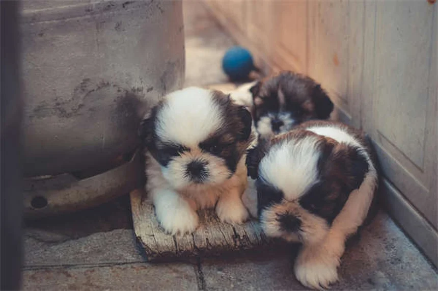 고양이 눈물 흘리는 이유 5가지와 효과적인 해결법