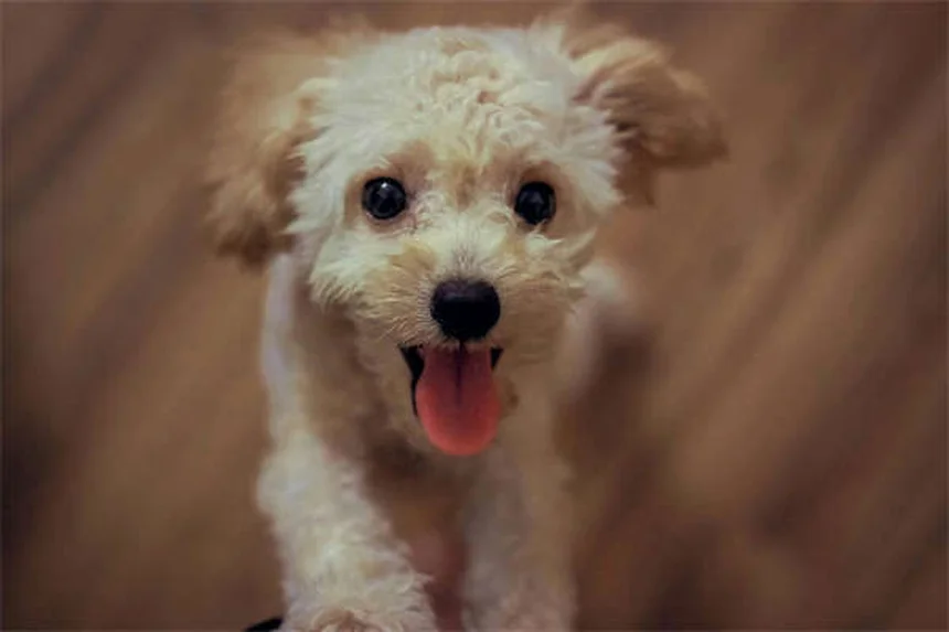 고양이 담즙 구토 증후군, 원인과 치료법 총정리