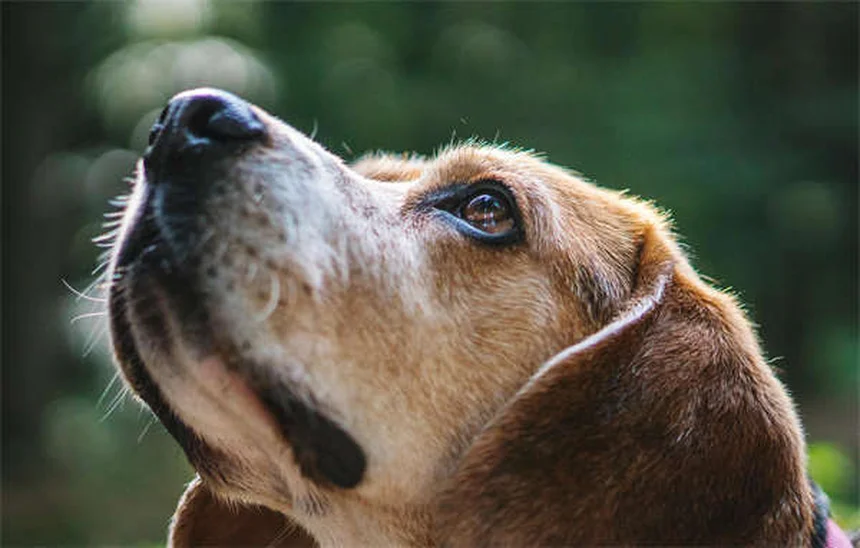 고양이 공포증 원인과 해결법 10가지 (전문가 조언)