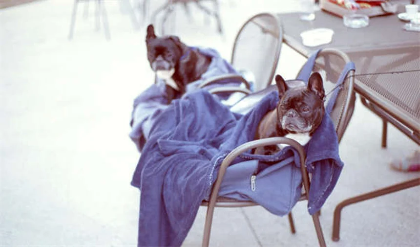 강아지 생명을 구하는 4가지 필수 훈련법 (앉아, 이리와, 기다려, 뱉어)