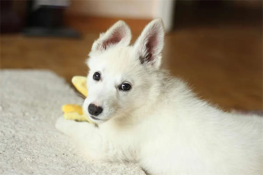 고양이 피 토함, 이럴 땐 즉시 병원에 가야 해요!